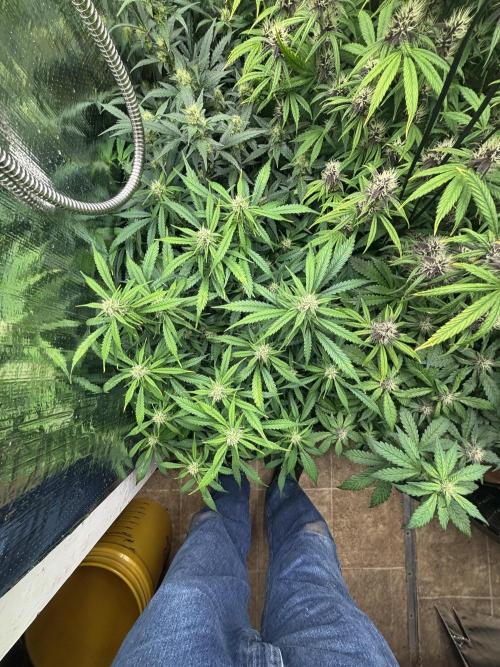 Gelato Auto. Week 9