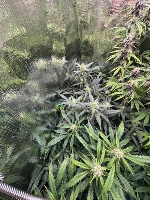 Pico Mexican Airlines Auto. Week 9
