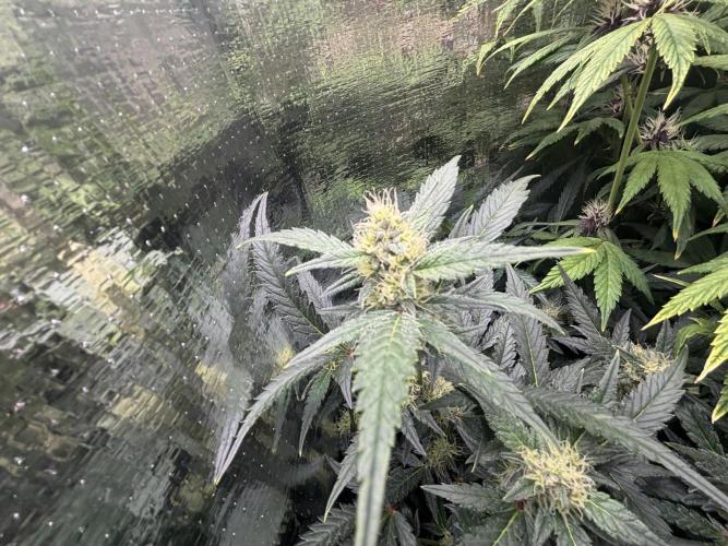 Pico Mexican Airlines Auto. Week 9