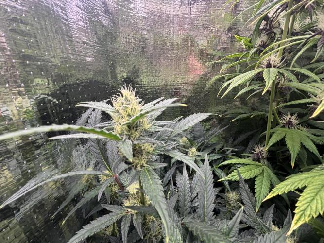 Pico Mexican Airlines Auto. Week 9
