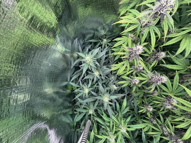 Pico Mexican Airlines Auto. Week 9