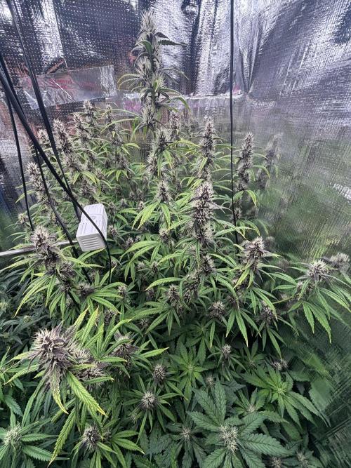 Pico LSD-25. Not Gorilla Cookies Auto. Week 9