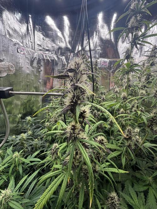 Pico LSD-25. Not Gorilla Cookies Auto. Week 9