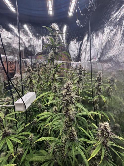 Pico LSD-25. Not Gorilla Cookies Auto. Week 9