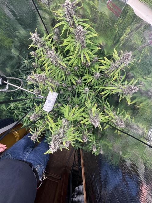 Pico LSD-25. Not Gorilla Cookies Auto. Week 9