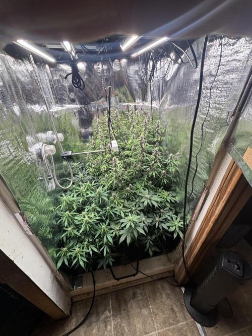 Pico LSD-25. Not Gorilla Cookies Auto. Week 9