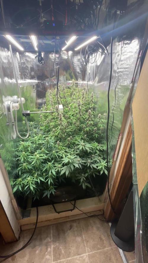 Pico Gorilla Cookies Auto. Not LSD-25