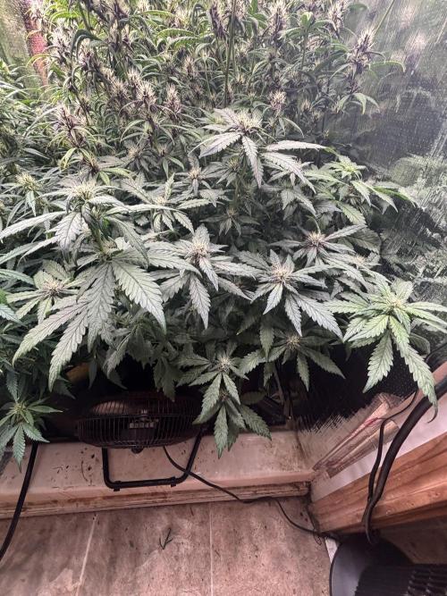 Pico Gorilla Cookies Auto. Not LSD-25. Week 9