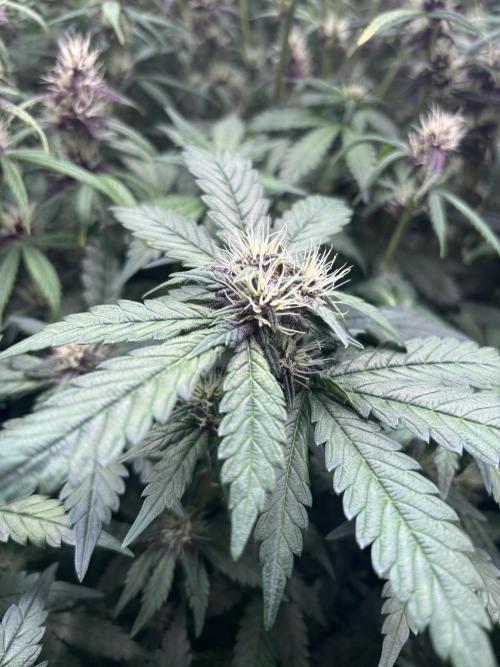 Pico Gorilla Cookies Auto. Not LSD-25. Week 9