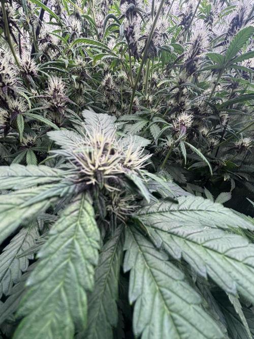 Pico Gorilla Cookies Auto. Not LSD-25. Week 9