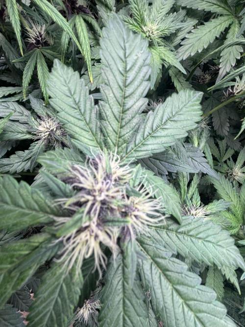 Pico Gorilla Cookies Auto. Not LSD-25. Week 9