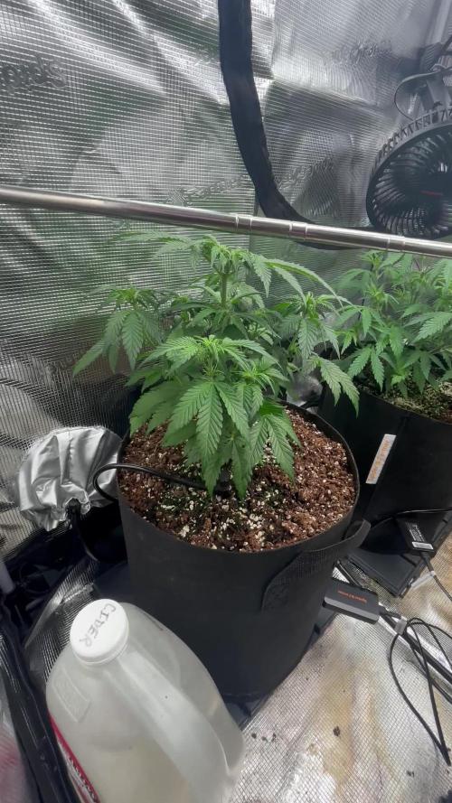 Pico Fast Buds RF3 Mix