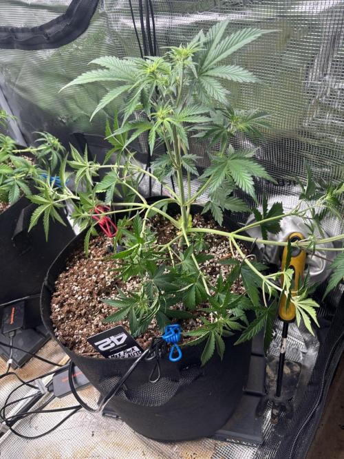 Pico Fast Buds RF3 Mix. Week 4