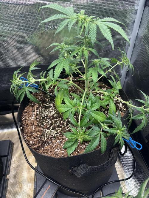 Pico Fast Buds RF3 Mix. Week 4