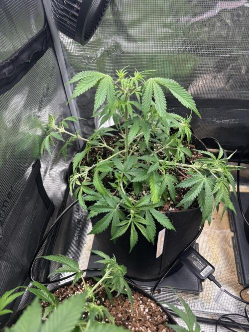 Pico Fast Buds RF3 Mix. Week 4