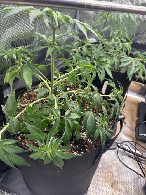 Mix Pack Auto RF3. Week 4