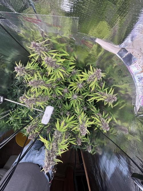Pico LSD-25. Not Gorilla Cookies Auto. Week 10