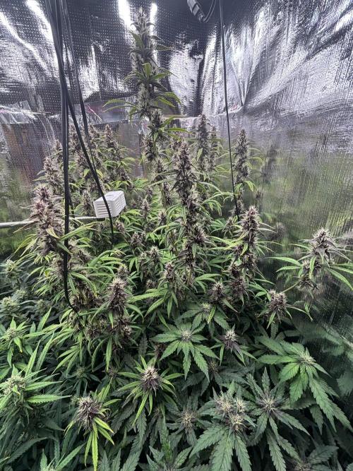 Pico LSD-25. Not Gorilla Cookies Auto. Week 10