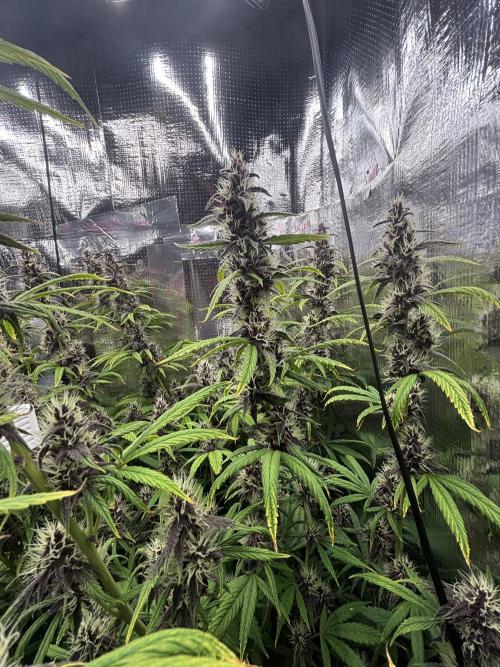 Pico LSD-25. Not Gorilla Cookies Auto. Week 10
