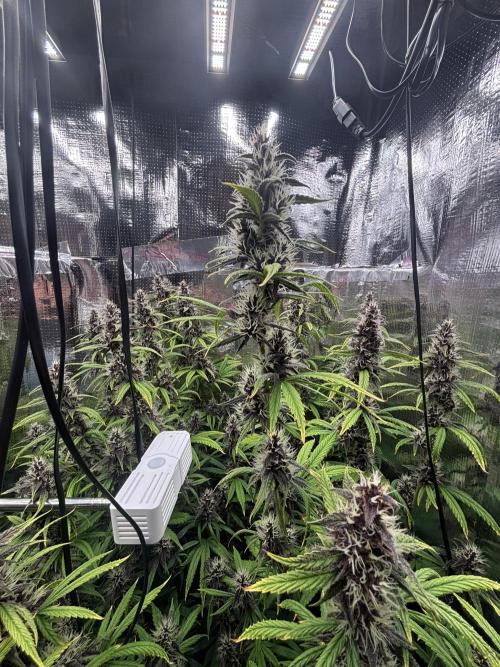 Pico LSD-25. Not Gorilla Cookies Auto. Week 10