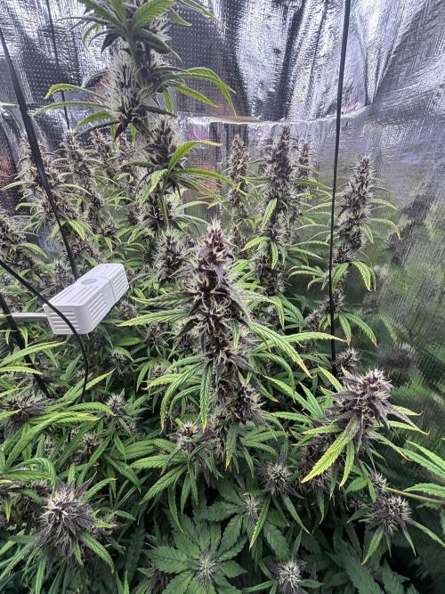 Pico LSD-25. Not Gorilla Cookies Auto. Week 10