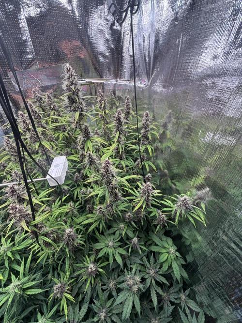 Shower . Week 10