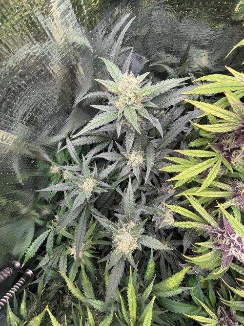 Pico Mexican Airlines Auto. Week 10