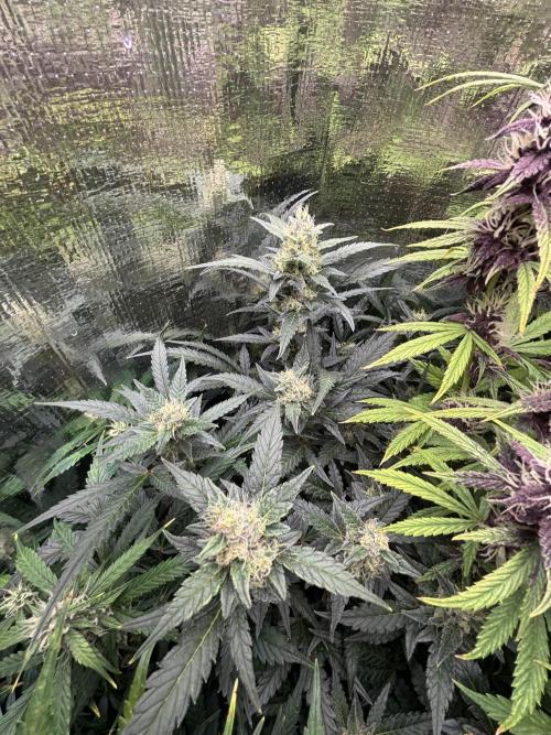 Pico Mexican Airlines Auto. Week 10