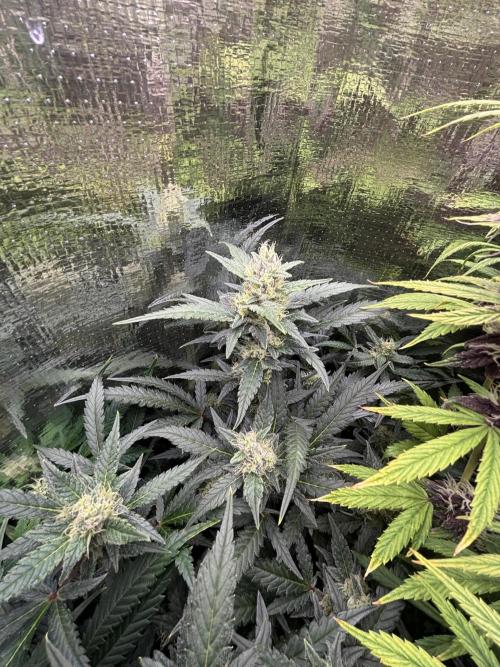 Pico Mexican Airlines Auto. Week 10