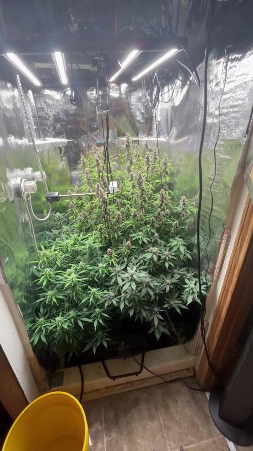 Pico Mexican Airlines Auto