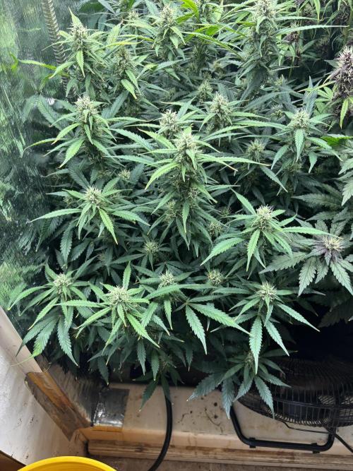 Pico Gelato Auto. Week 10