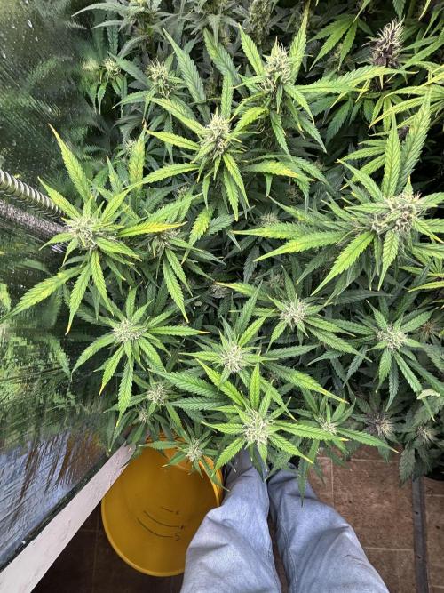 Gelato Auto. Week 10
