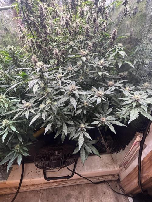 Pico Gorilla Cookies Auto. Not LSD-25. Week 10