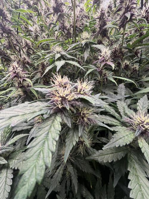 Pico Gorilla Cookies Auto. Not LSD-25. Week 10