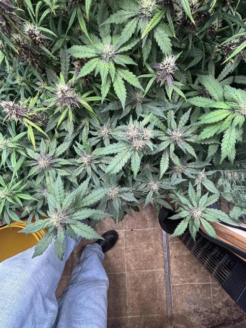 Pico Gorilla Cookies Auto. Not LSD-25. Week 10