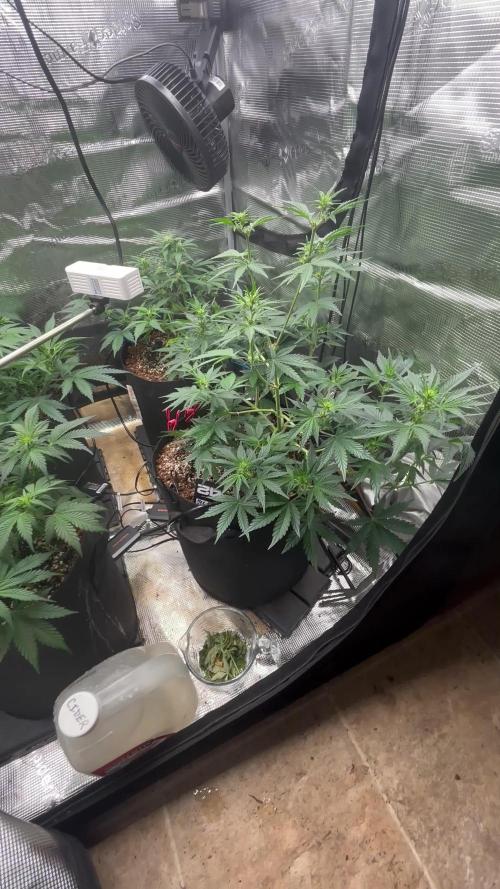 Pico Fast Buds RF3 Mix