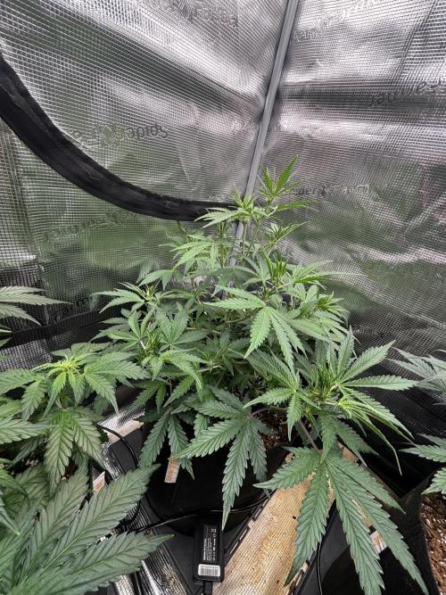 Pico Fast Buds RF3 Mix. Week 5