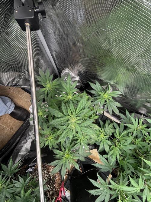 Pico Fast Buds RF3 Mix. Week 5