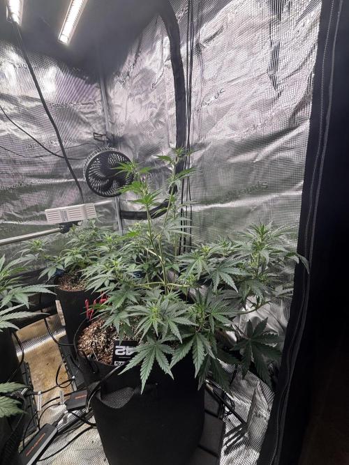 Pico Fast Buds RF3 Mix. Week 5