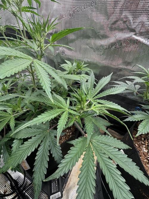 Pico Fast Buds RF3 Mix. Week 5