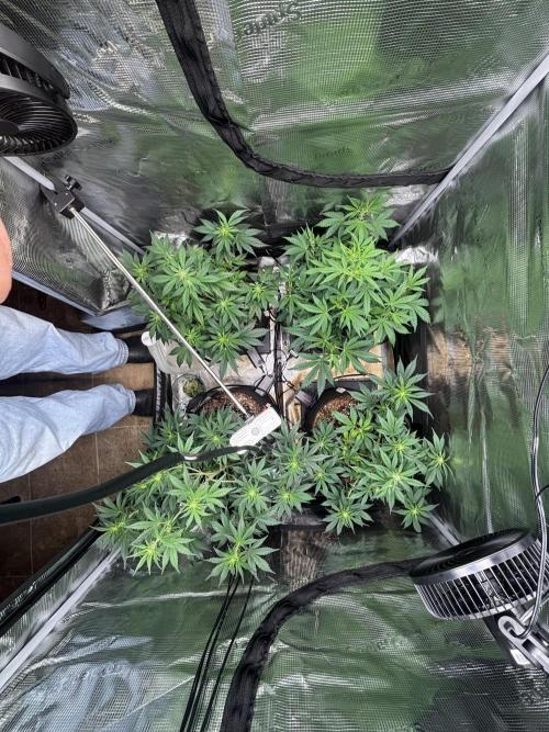 Mix Pack Auto RF3. Week 5