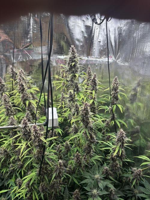 Pico LSD-25. Not Gorilla Cookies Auto. Week 12