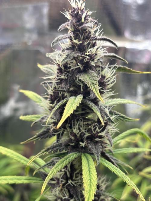 Pico LSD-25. Not Gorilla Cookies Auto. Week 12