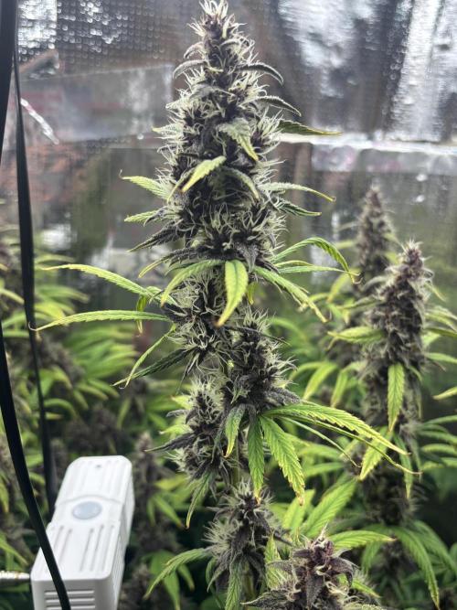 Pico LSD-25. Not Gorilla Cookies Auto. Week 12