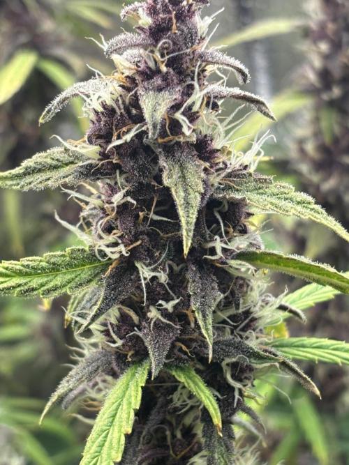 Pico LSD-25. Not Gorilla Cookies Auto. Week 12