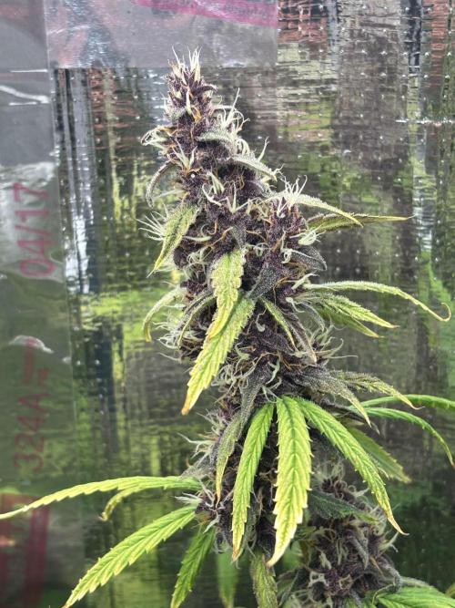 Pico LSD-25. Not Gorilla Cookies Auto. Week 12