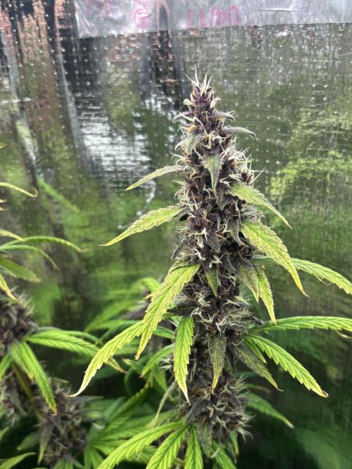 Pico LSD-25. Not Gorilla Cookies Auto. Week 12