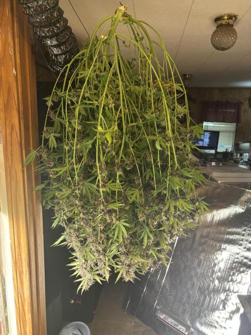Pico LSD-25. Not Gorilla Cookies Auto. Week 12