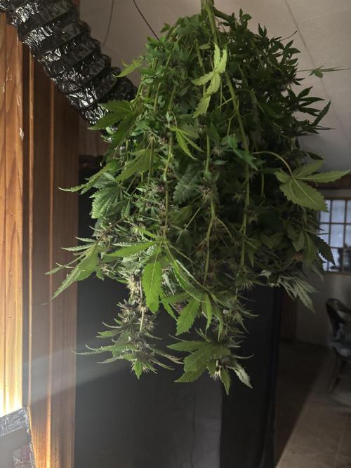 Pico Gorilla Cookies Auto. Not LSD-25. Week 11