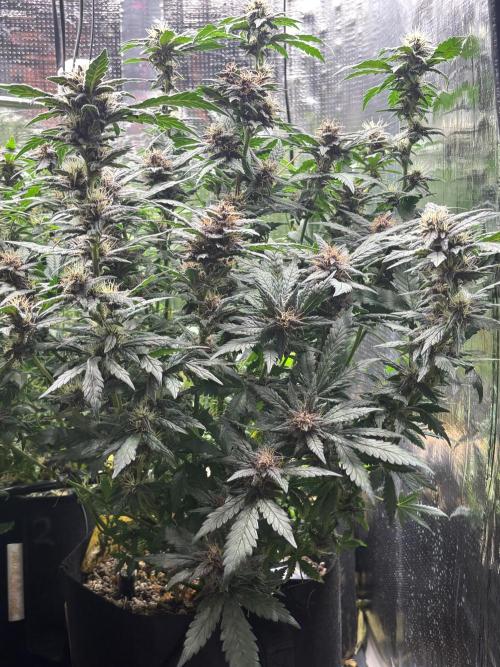 Pico Gorilla Cookies Auto. Not LSD-25. Week 11